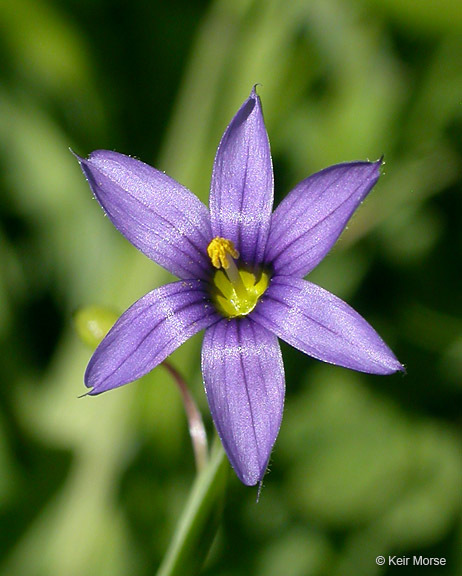 Image of Idaho blue-eyed grass