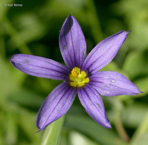 Image of Idaho blue-eyed grass