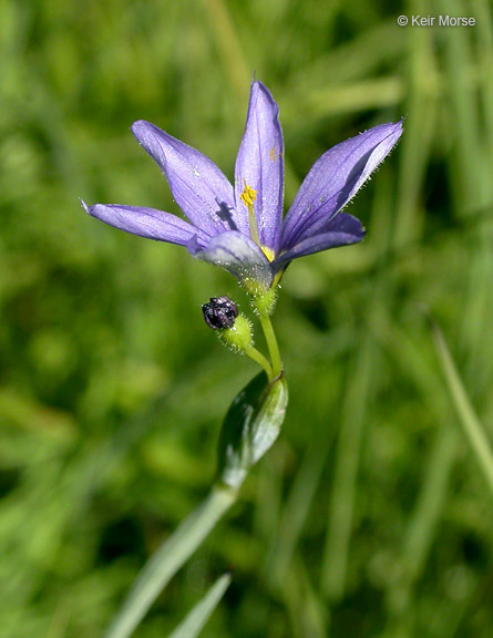 Image of Idaho blue-eyed grass