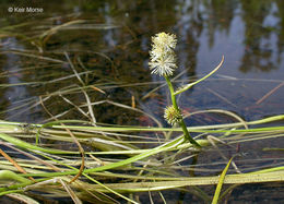 Image of Floating Bur-reed