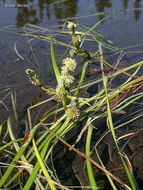 Image of Floating Bur-reed