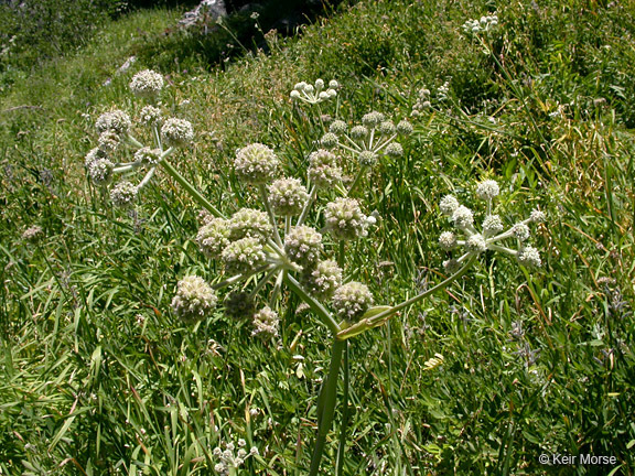 Image of <i>Sphenosciadium capitellatum</i>