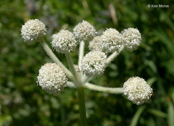 Image of <i>Sphenosciadium capitellatum</i>