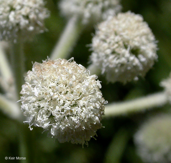 Image of <i>Sphenosciadium capitellatum</i>