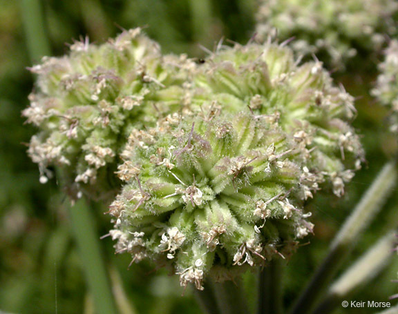 Image of <i>Sphenosciadium capitellatum</i>