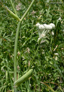 Image of <i>Sphenosciadium capitellatum</i>