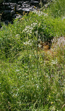 Plancia ëd <i>Sphenosciadium capitellatum</i>