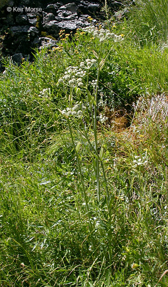 Image of <i>Sphenosciadium capitellatum</i>