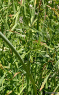 Image of <i>Sphenosciadium capitellatum</i>