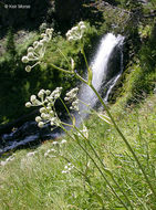 Image of <i>Sphenosciadium capitellatum</i>