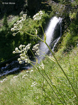 Image de <i>Sphenosciadium capitellatum</i>