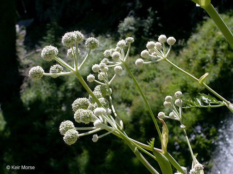 Image de <i>Sphenosciadium capitellatum</i>