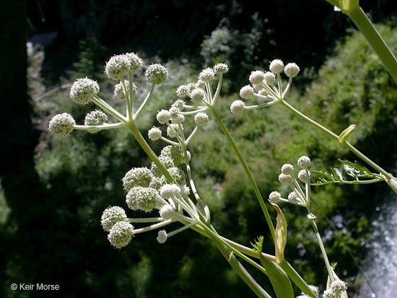 Image of <i>Sphenosciadium capitellatum</i>