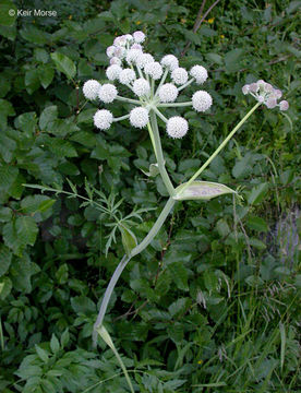 Image de <i>Sphenosciadium capitellatum</i>