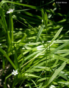 Image of longleaf starwort