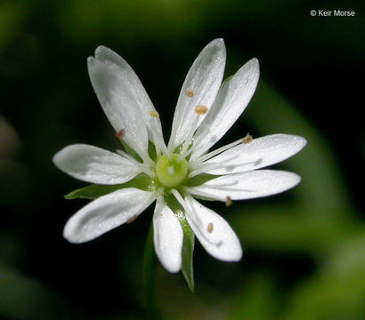 Image of longleaf starwort