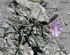 Image of lettuce wirelettuce