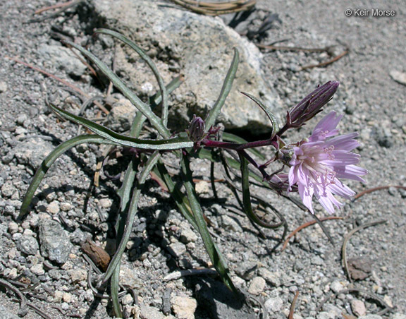 Image of lettuce wirelettuce