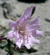 Image of lettuce wirelettuce