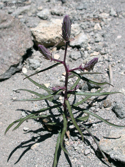 Image of lettuce wirelettuce