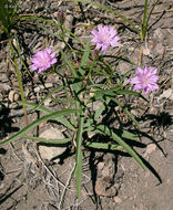 Image of lettuce wirelettuce