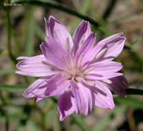 Image of lettuce wirelettuce