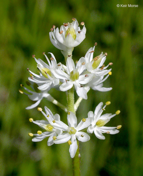 Imagem de Triantha occidentalis subsp. brevistyla (C. L. Hitchc.) Packer