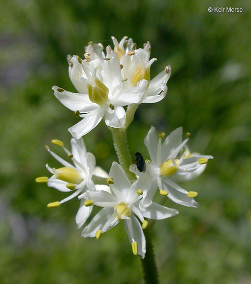 Sivun Triantha occidentalis subsp. brevistyla (C. L. Hitchc.) Packer kuva