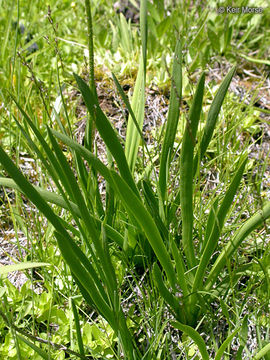 Image of sticky tofieldia