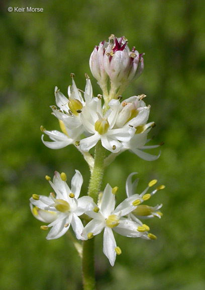 Sivun Triantha occidentalis subsp. brevistyla (C. L. Hitchc.) Packer kuva