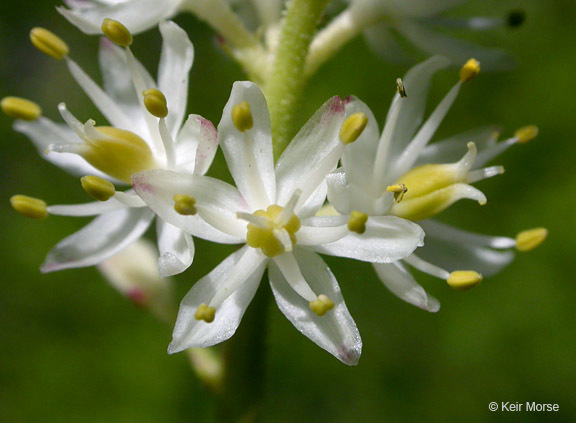 Sivun Triantha occidentalis subsp. brevistyla (C. L. Hitchc.) Packer kuva