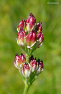 Image of sticky tofieldia