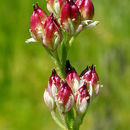 Image de Triantha occidentalis subsp. brevistyla (C. L. Hitchc.) Packer