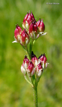 Image of sticky tofieldia