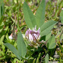 صورة Trifolium longipes subsp. hansenii (Greene) J. M. Gillett