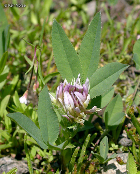 Image of Hansen's clover