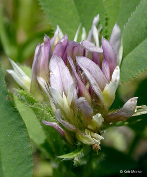 Plancia ëd Trifolium longipes subsp. hansenii (Greene) J. M. Gillett