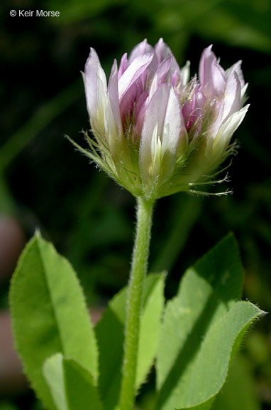 Image of Hansen's clover