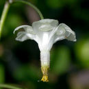Image of insideout flower