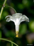 Image of White inside-out-flower