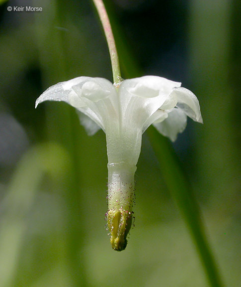 Image of White inside-out-flower