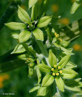 Image of False Hellebore