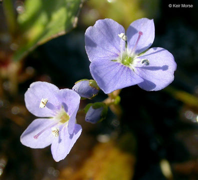 Image of American speedwell