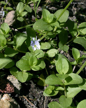 Image of brightblue speedwell