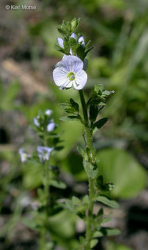 Image of brightblue speedwell