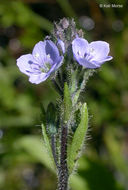 Image of American alpine speedwell