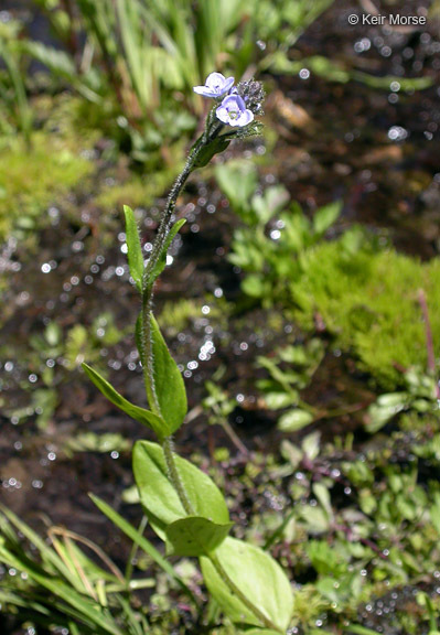 Image of American alpine speedwell