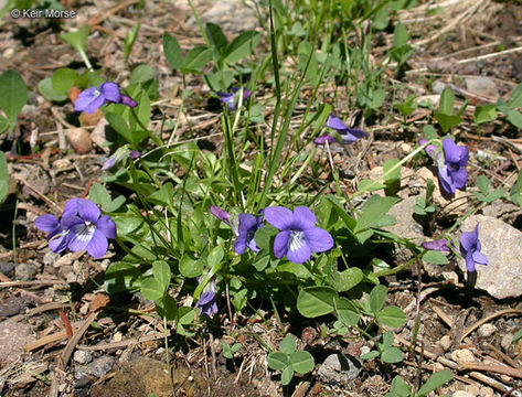 Image of Early Blue (Hook) Violet