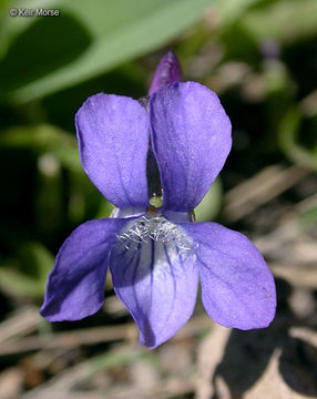 Sivun Viola adunca Sm. kuva