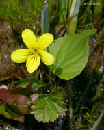 Image of Pioneer Violet